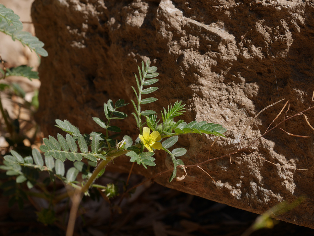 09tribulus_terrestris1150454-w