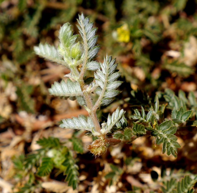 09tribulus_terrestris1150454-w