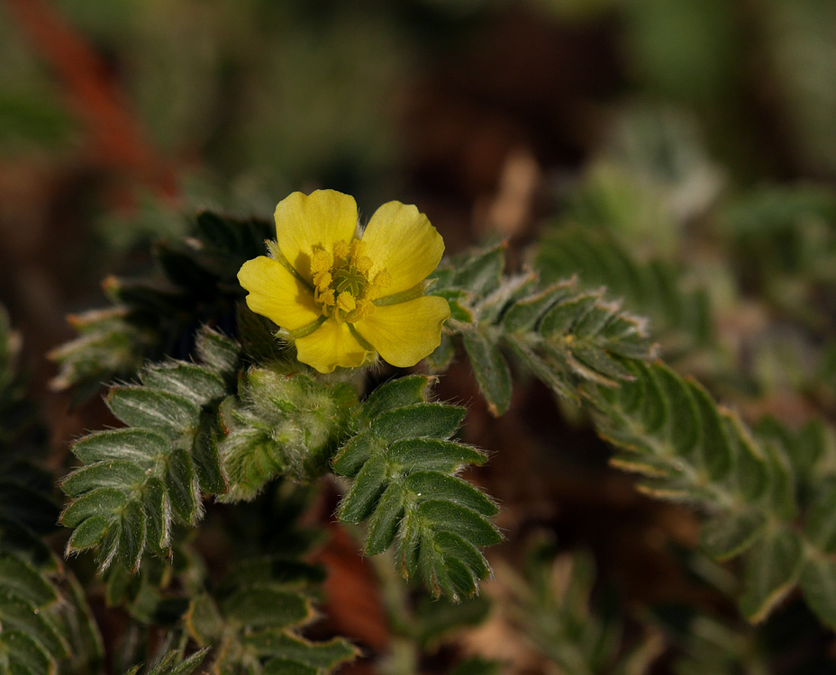 09tribulus_terrestris1150454-w