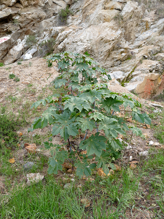 13ricinus_communis1350448w