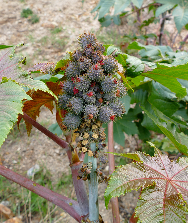 13ricinus_communis1350448w