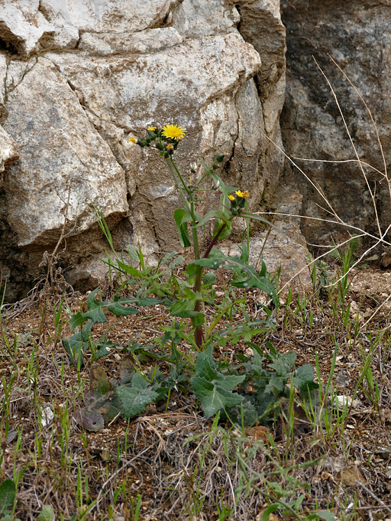 15taraxacum_officinale1350479w