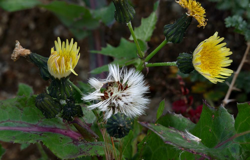 15taraxacum_officinale1350479w