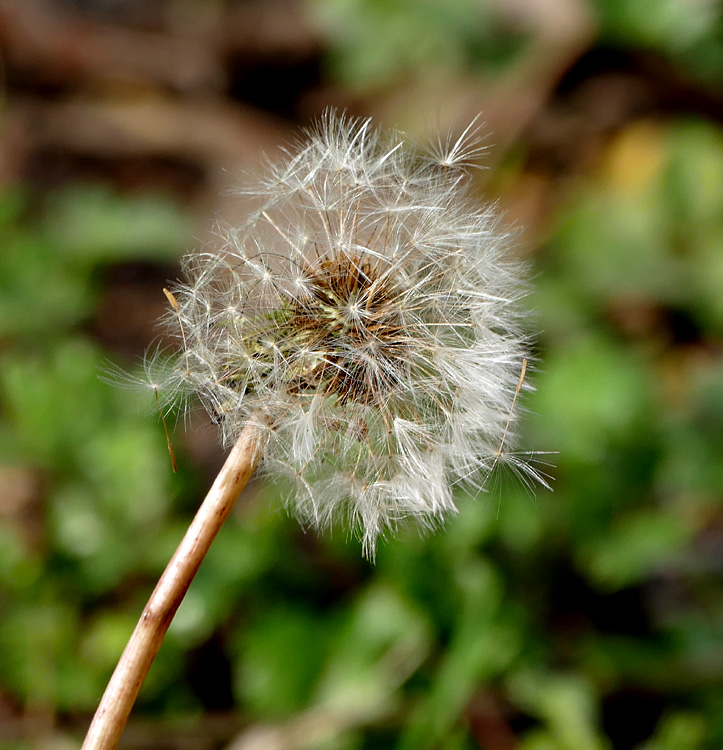 15taraxacum_officinale1350479w