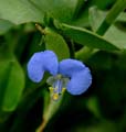 03commelina1310291w