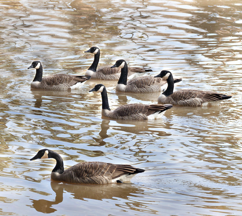 05branta_canadensis1340747w