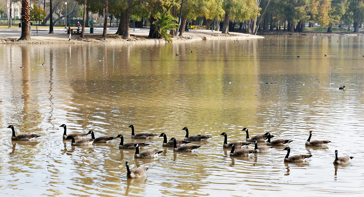 05branta_canadensis1340747w