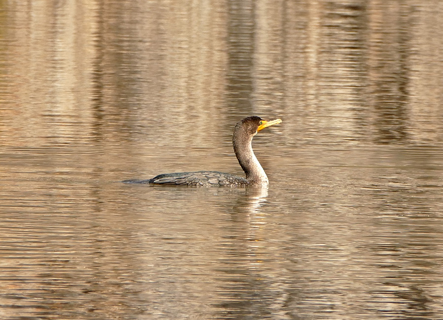 07cormorant1340797w