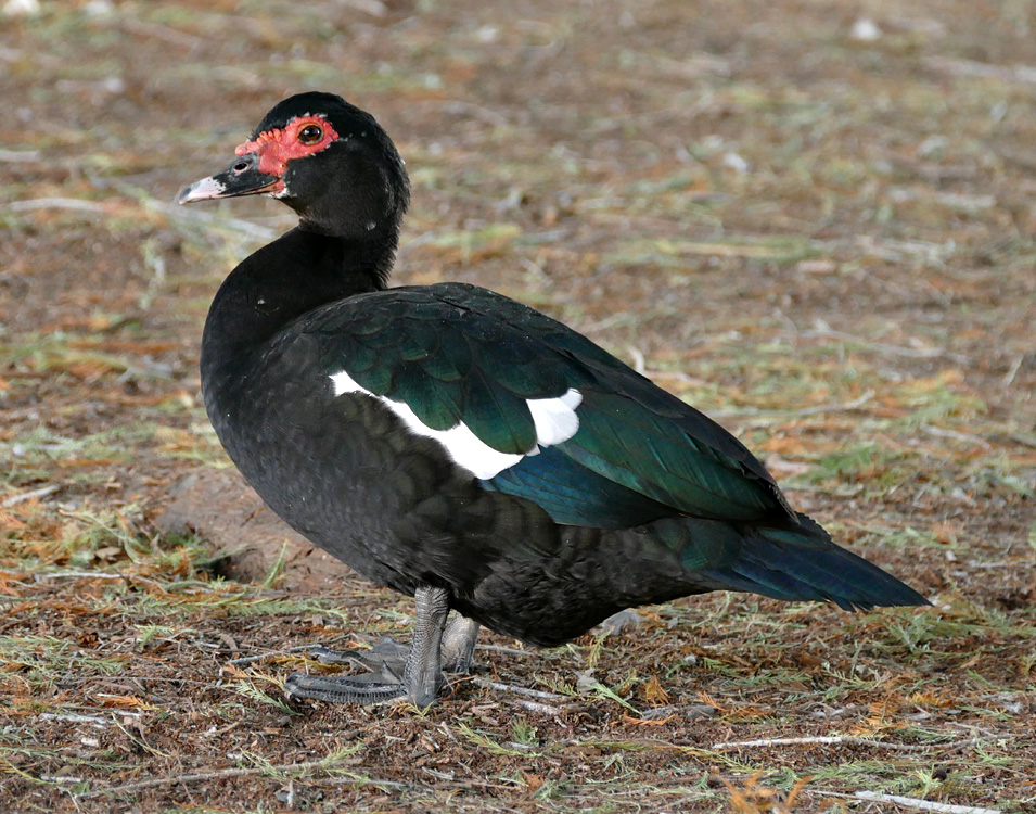 14muscovy1340308aw