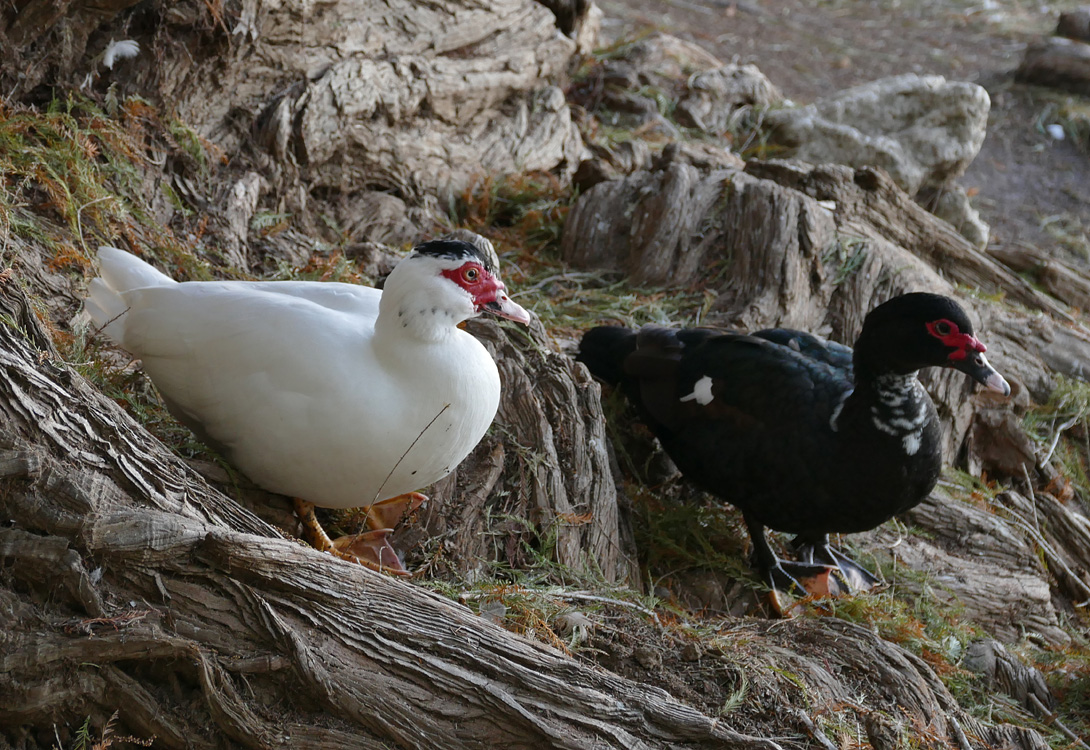 14muscovy1340308aw