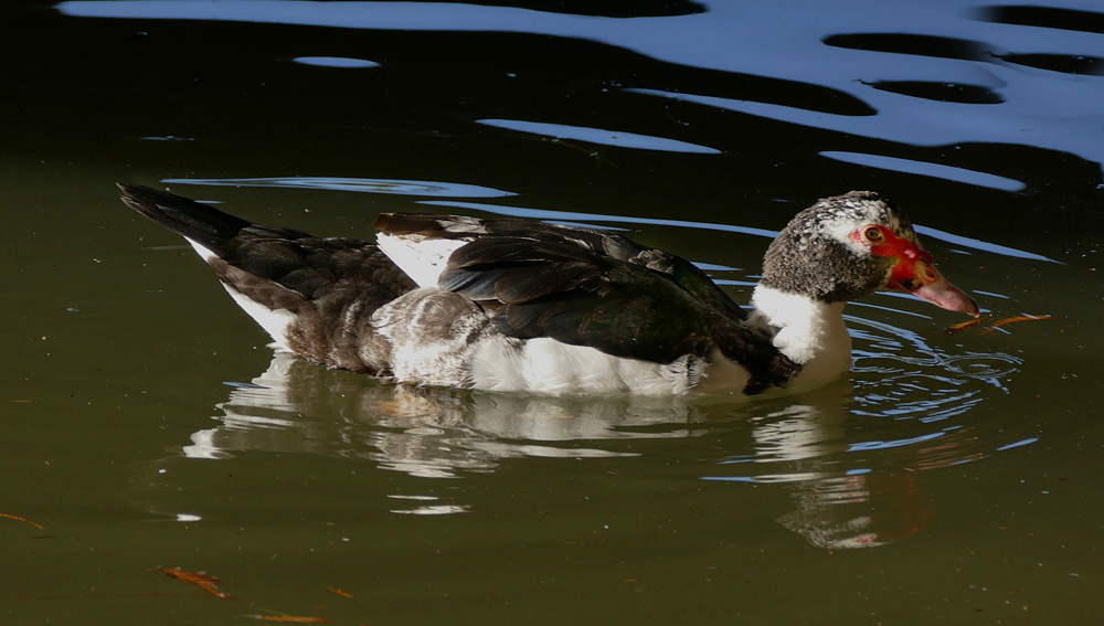 14muscovy1340308aw