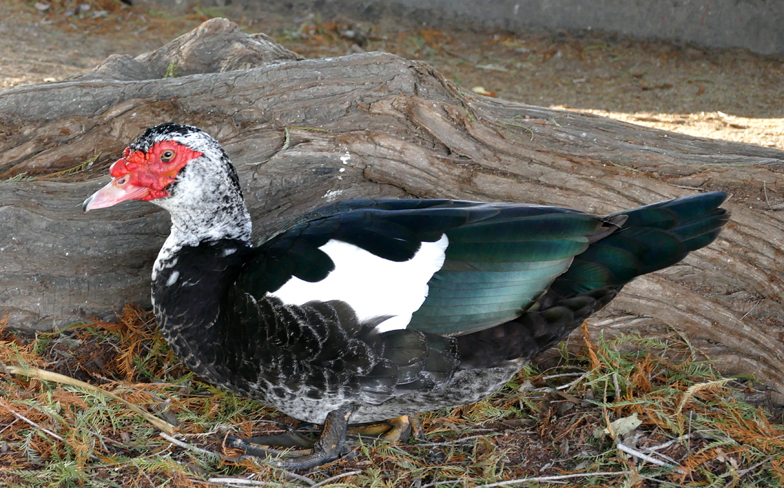 15muscovy1340333w