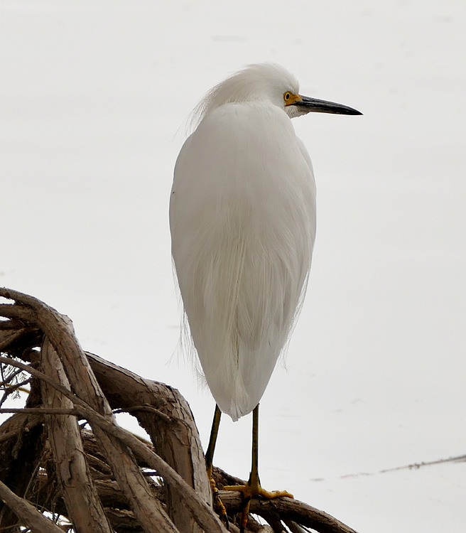 17egretta_thula1350357w