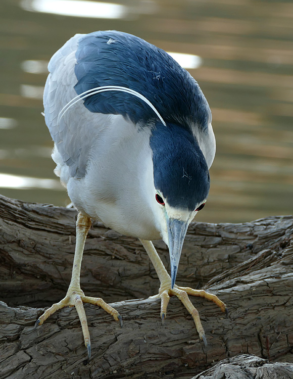 21nycticorax_nycticorax1350136w