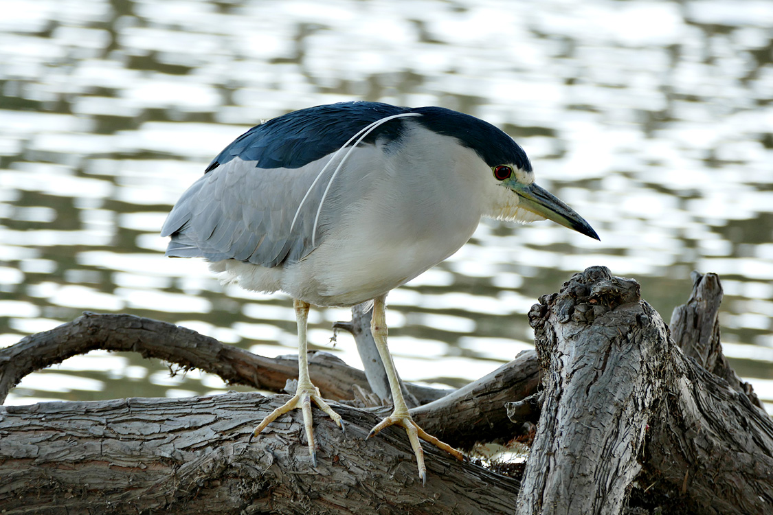 21nycticorax_nycticorax1350136w