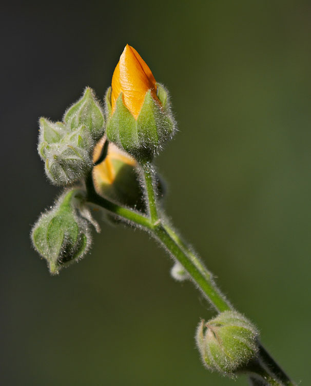 01abutilon_palmeri1330287w