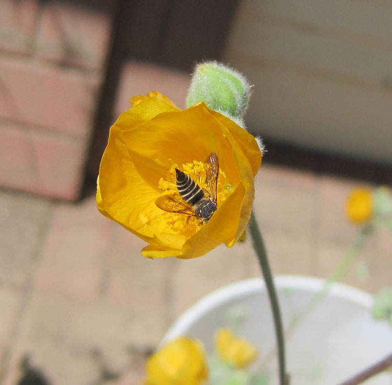 01abutilon_palmeri1330287w