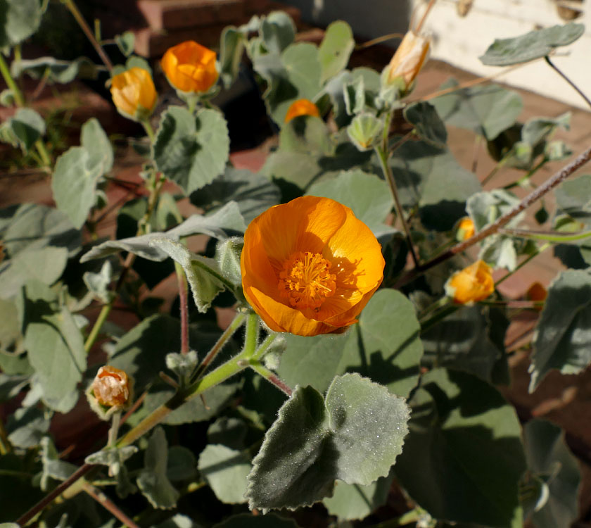 01abutilon_palmeri1330287w