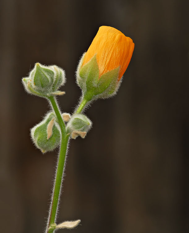 01abutilon_palmeri1330287w