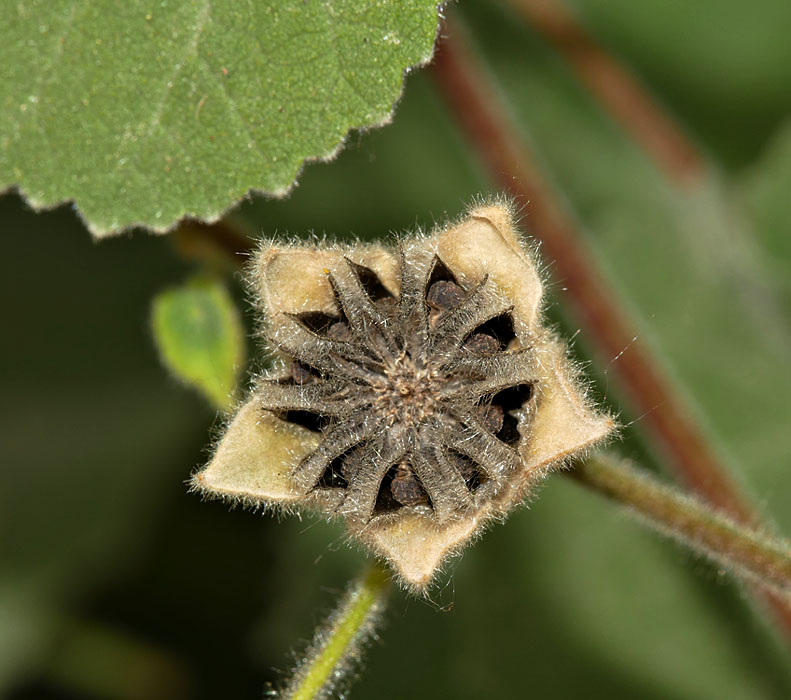 01abutilon_palmeri1330287w