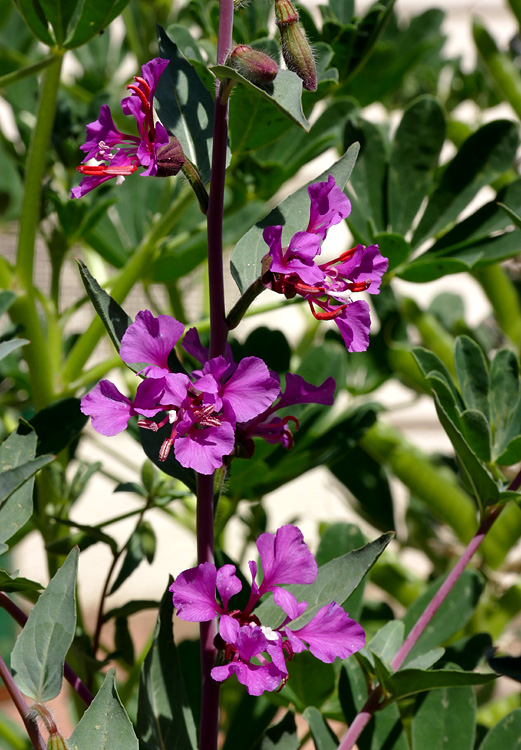 04clarkia_unguiculata1380453w