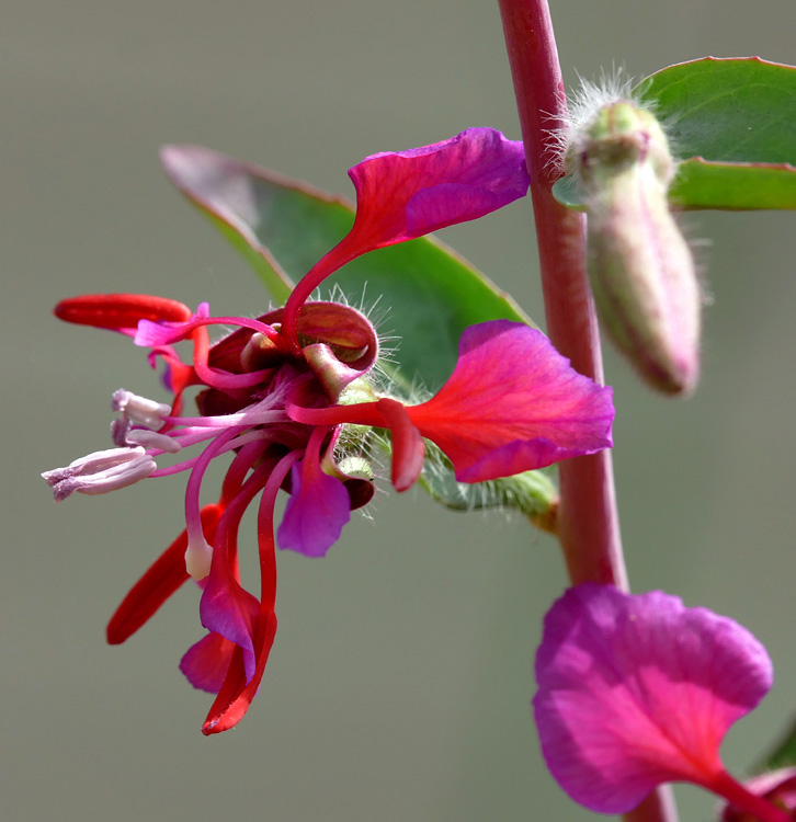 04clarkia_unguiculata1380453w