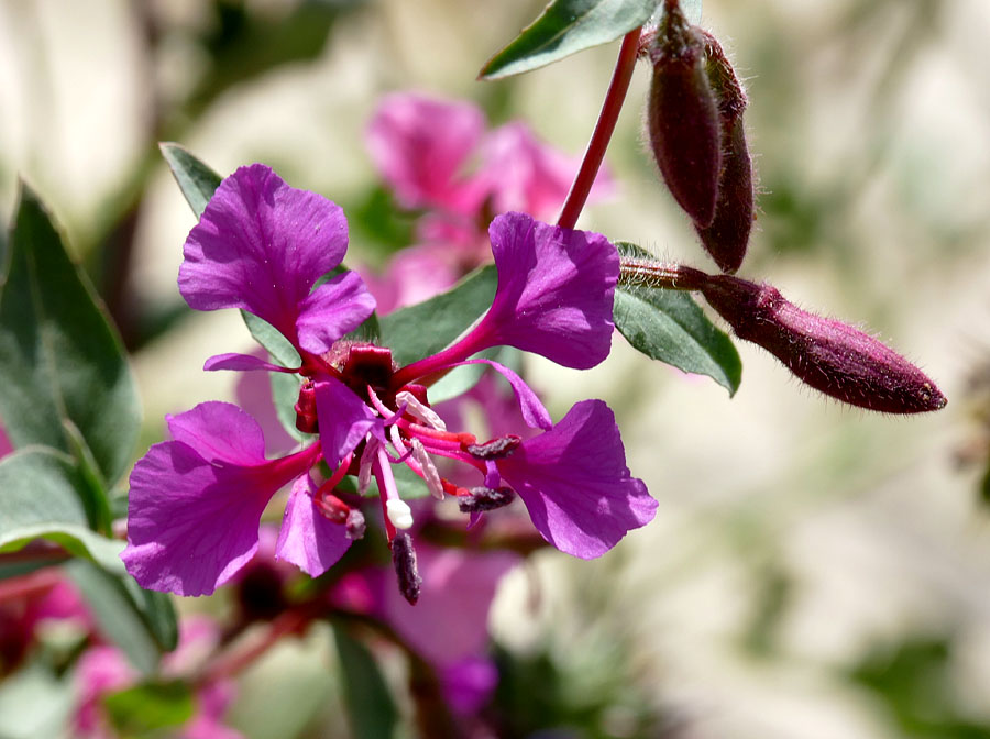 04clarkia_unguiculata1380453w