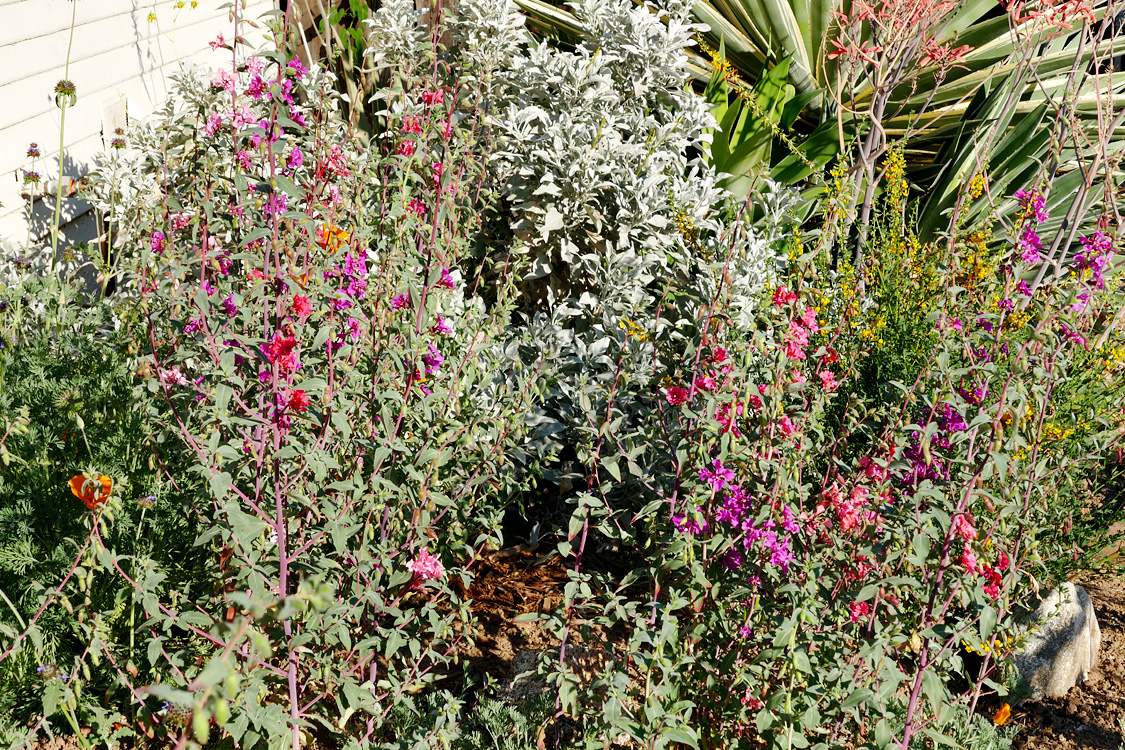 04clarkia_unguiculata1380453w