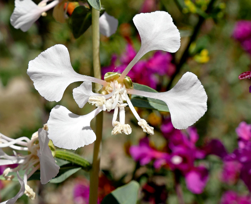 04clarkia_unguiculata1380453w