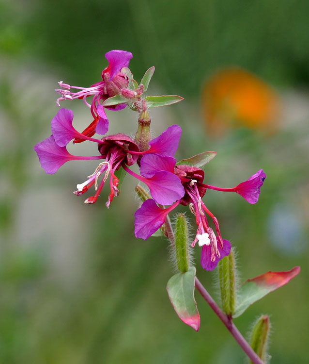 04clarkia_unguiculata1380453w