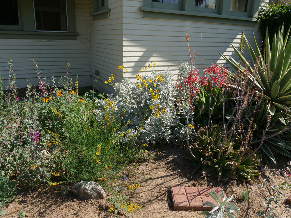 08encelia_farinosa1380460w