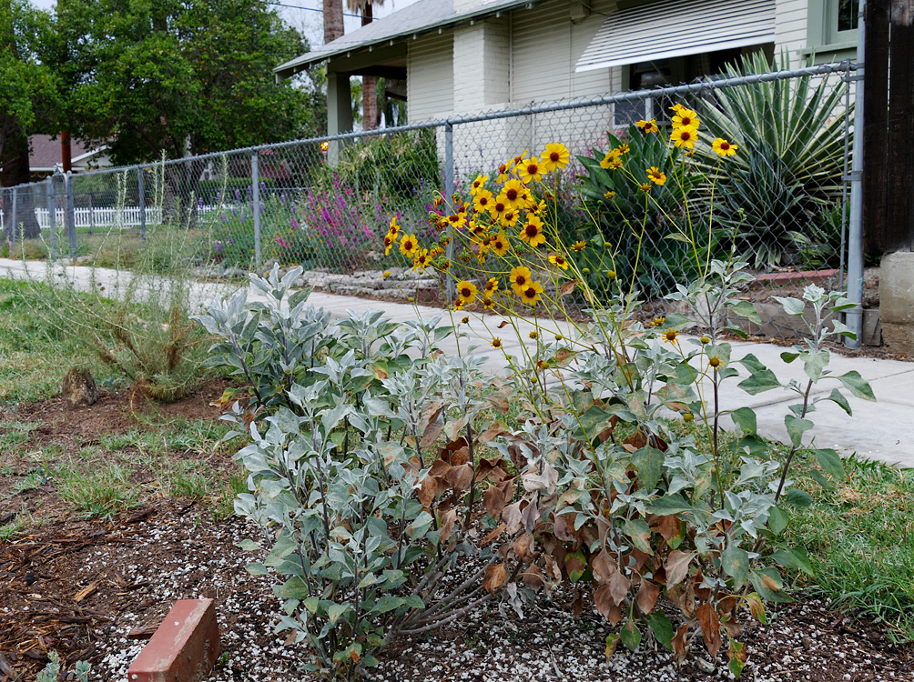 08encelia_farinosa1380460w