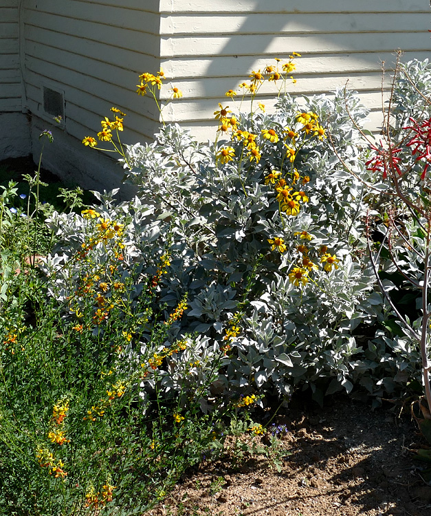 08encelia_farinosa1380460w