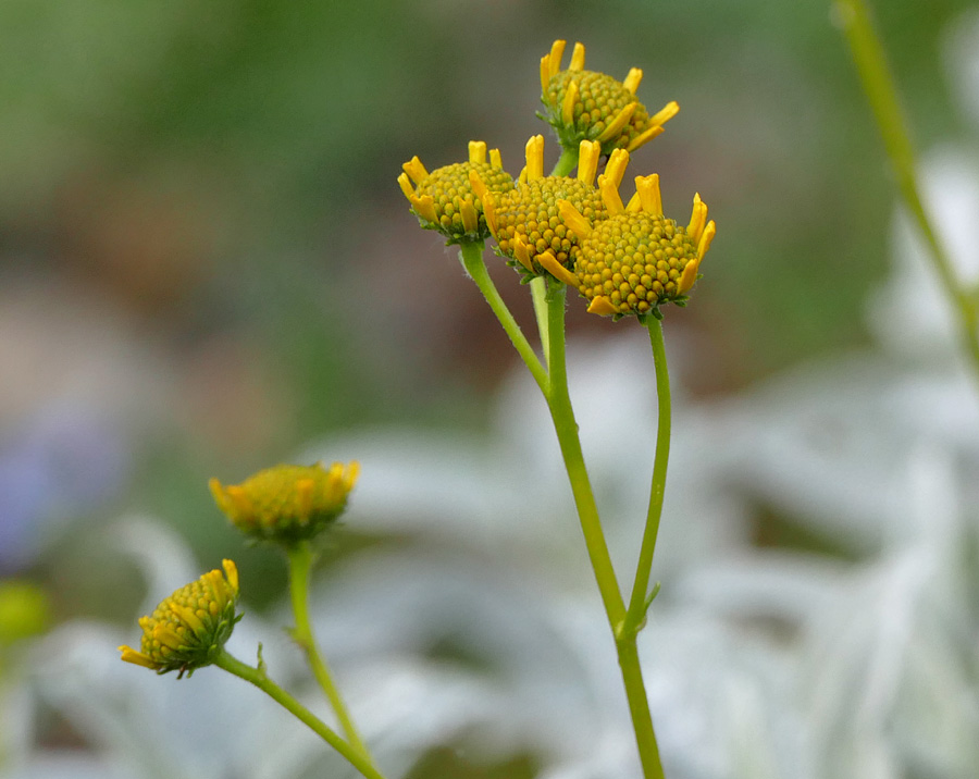 08encelia_farinosa1380460w