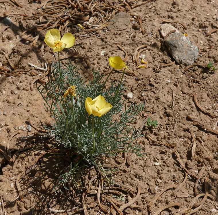 10eschscholzia_caespitosa1380173w