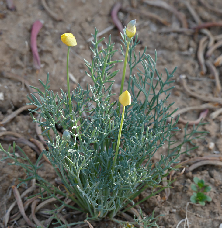 10eschscholzia_caespitosa1380173w