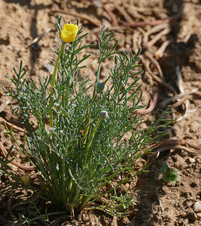 10eschscholzia_caespitosa1380173w