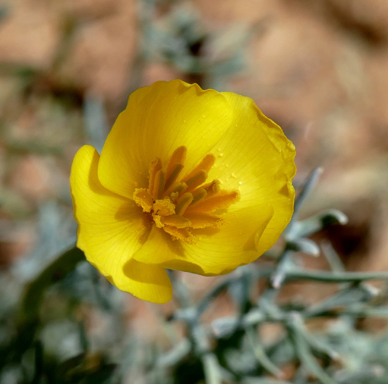 10eschscholzia_caespitosa1380173w