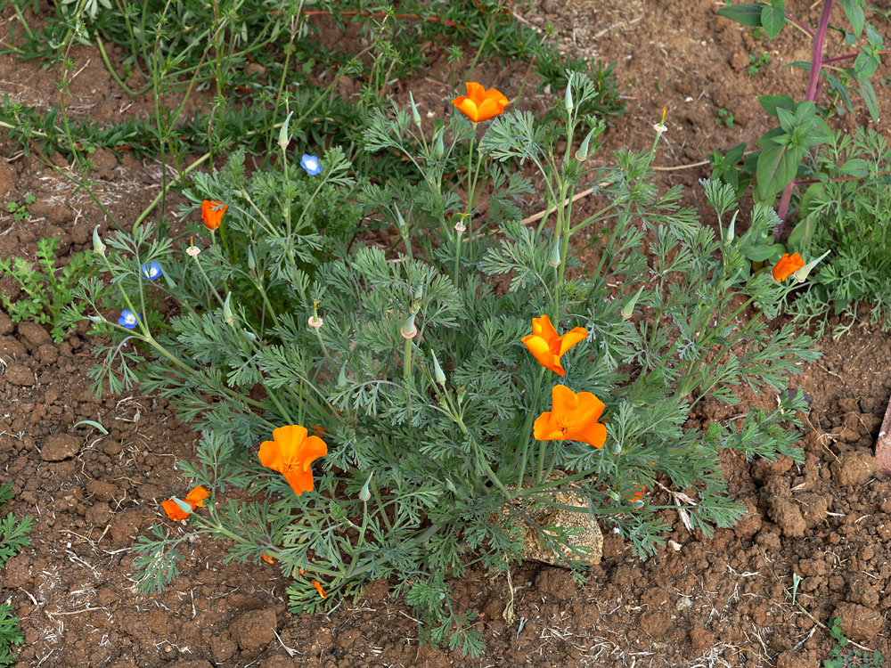 11eschscholzia_californica1360957w