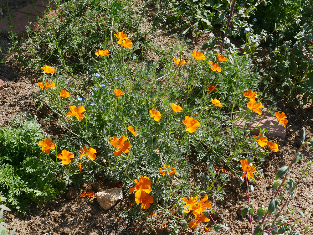 11eschscholzia_californica1360957w