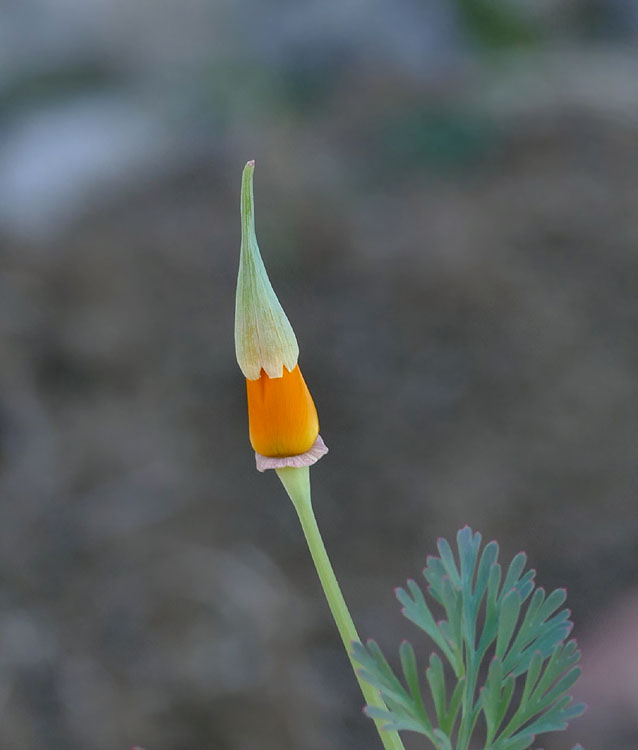 11eschscholzia_californica1360957w