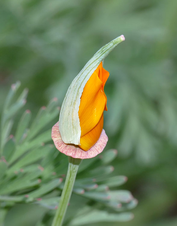 11eschscholzia_californica1360957w