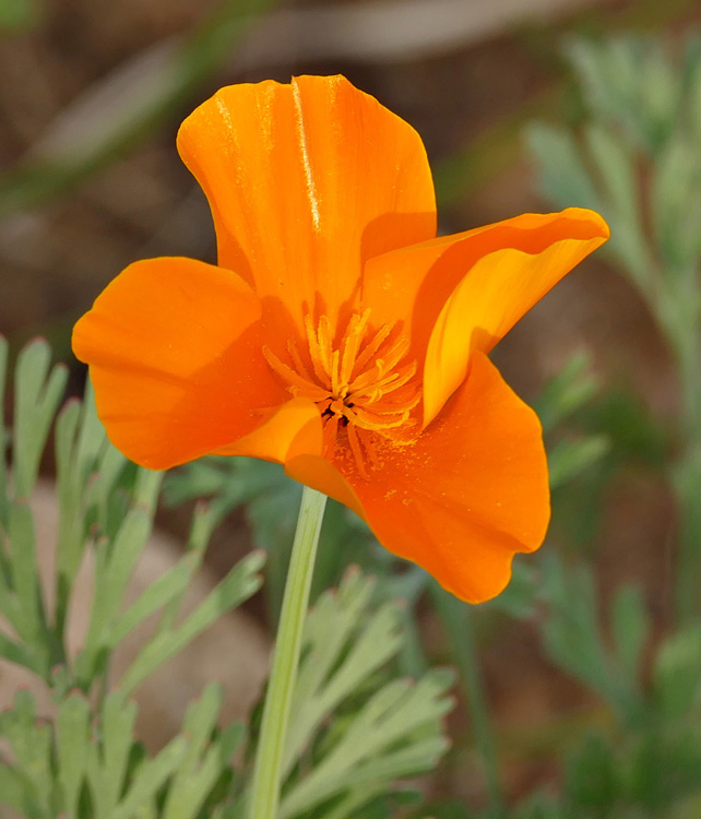 11eschscholzia_californica1360957w