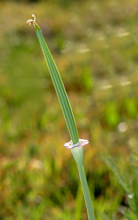 11eschscholzia_californica1360957w