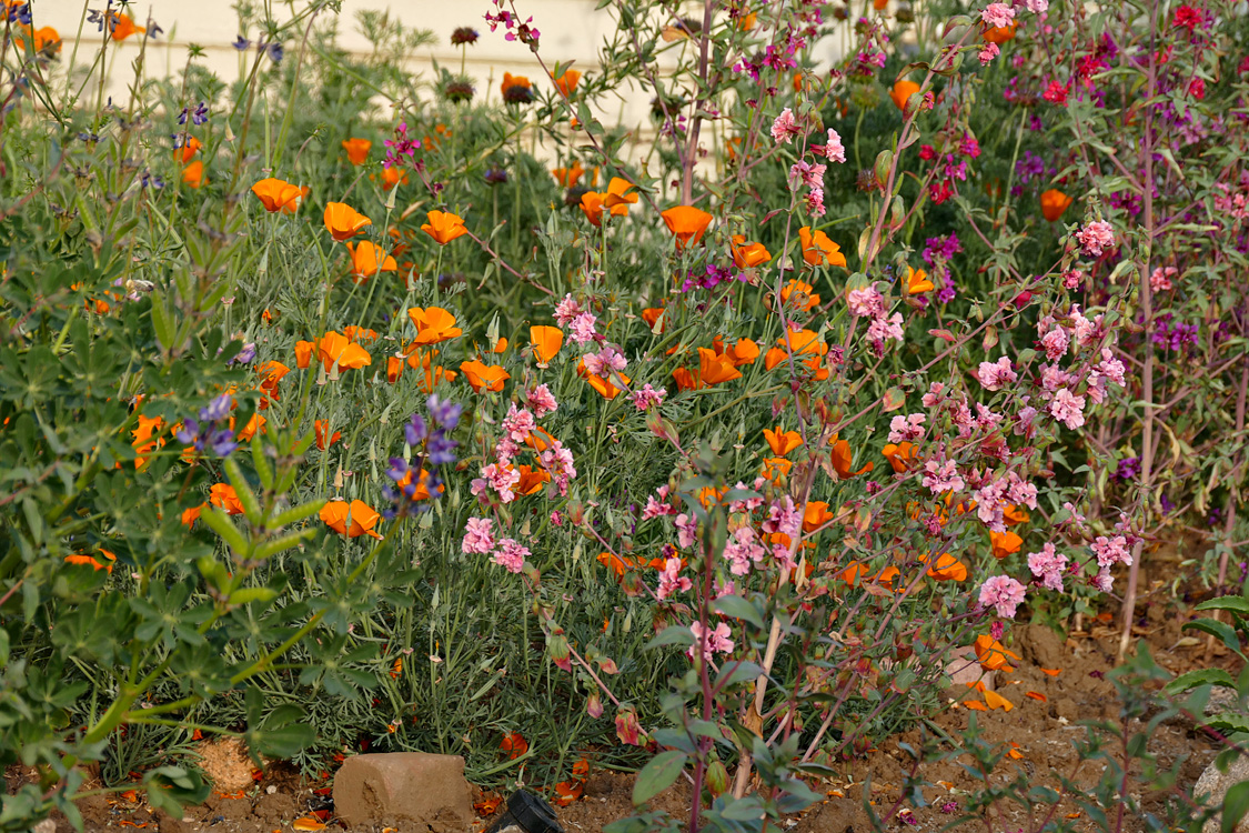 11eschscholzia_californica1360957w