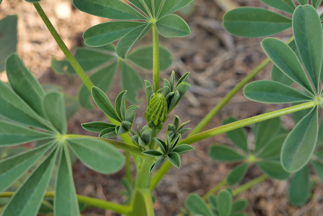 12lupinus_succulentus1380095w