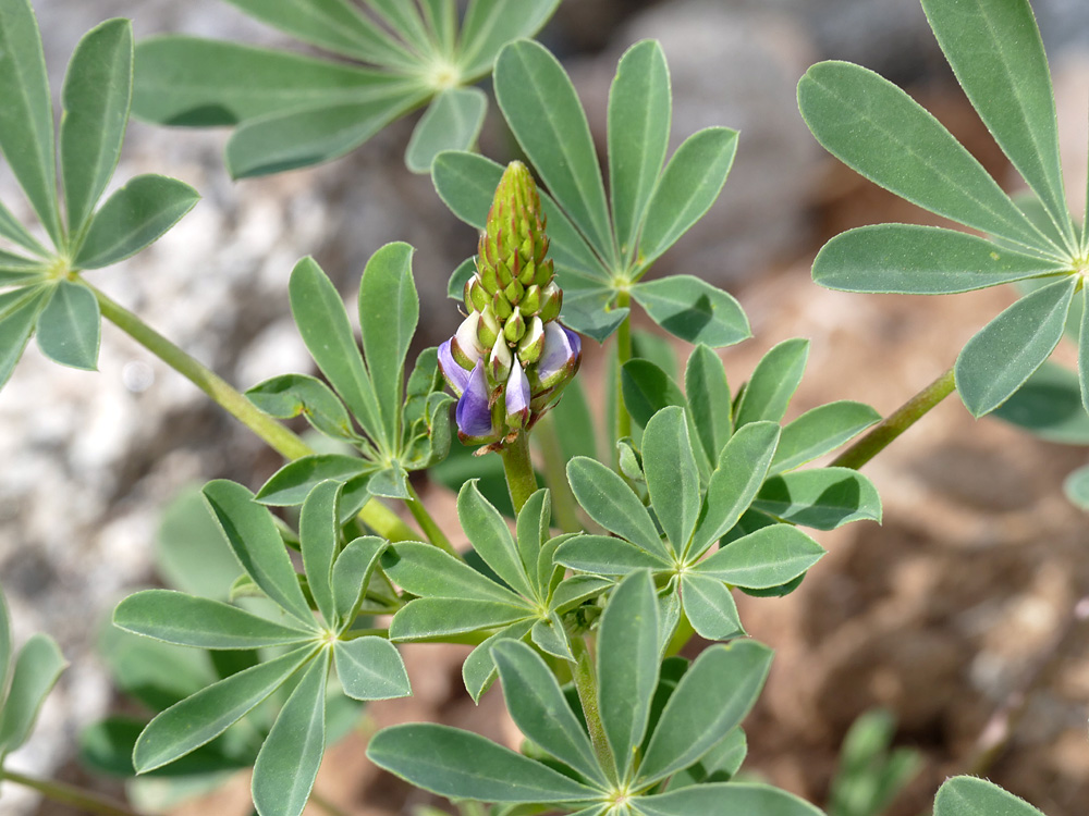 12lupinus_succulentus1380095w