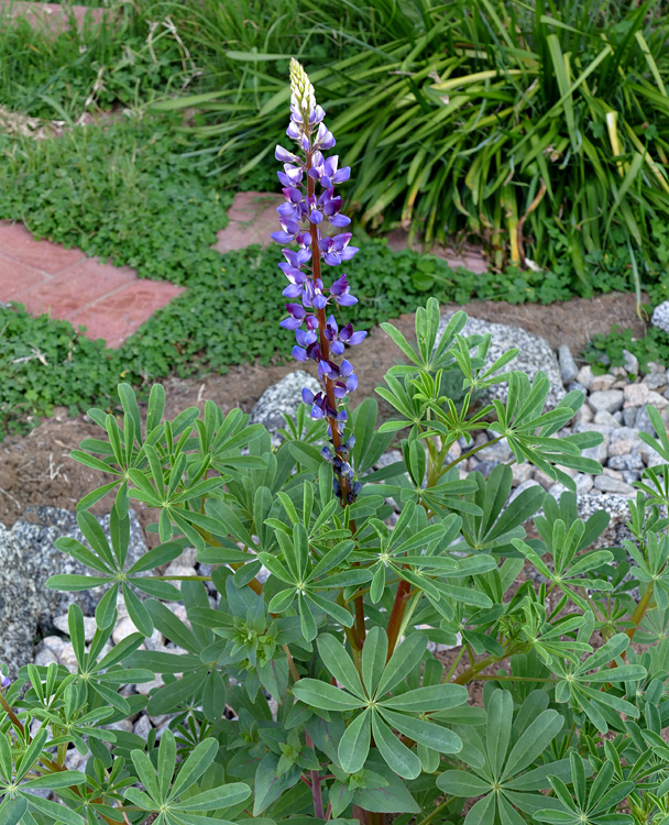 12lupinus_succulentus1380095w