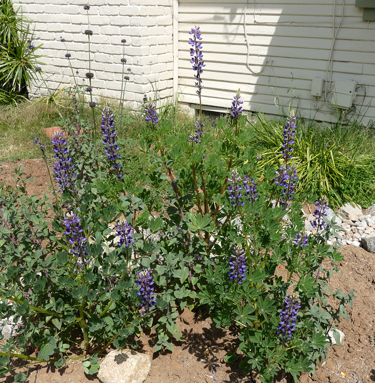 12lupinus_succulentus1380095w