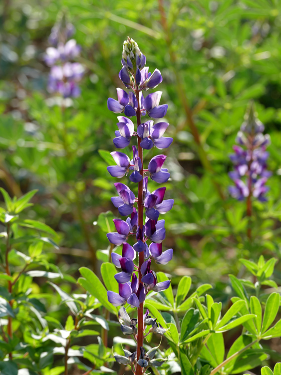 12lupinus_succulentus1380095w